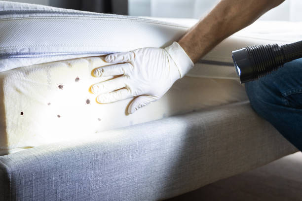 Best Pest Removal Services  in Milliken, CO