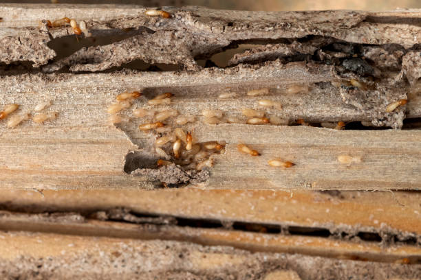 Best Insect Control  in Milliken, CO